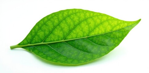 Obraz premium Single large leaf isolated against a white background, leaf, plant, nature