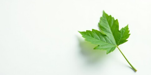 Single leaf of a small tree on white background, leaf, foliage, isolate