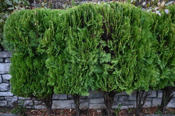 Chinese arborvitae ( Platycladus orientalis ) Female flower. Cupressaceae evergreen conifer. Monoecious, blooms from March to April.