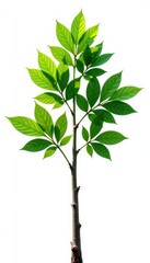 Obraz premium Strong, straight branch with thick leaves isolated on white background, nature, abstract, tree