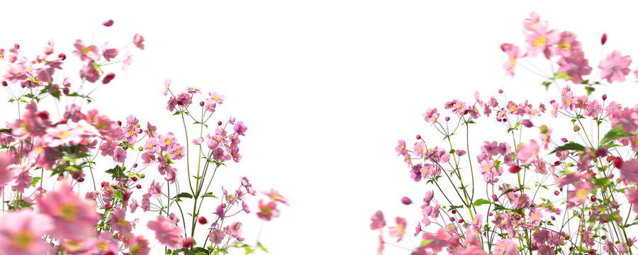 Fototapeta Foreground pink flowers beautify garden isolate on transparent backgrounds 3d illustrations png