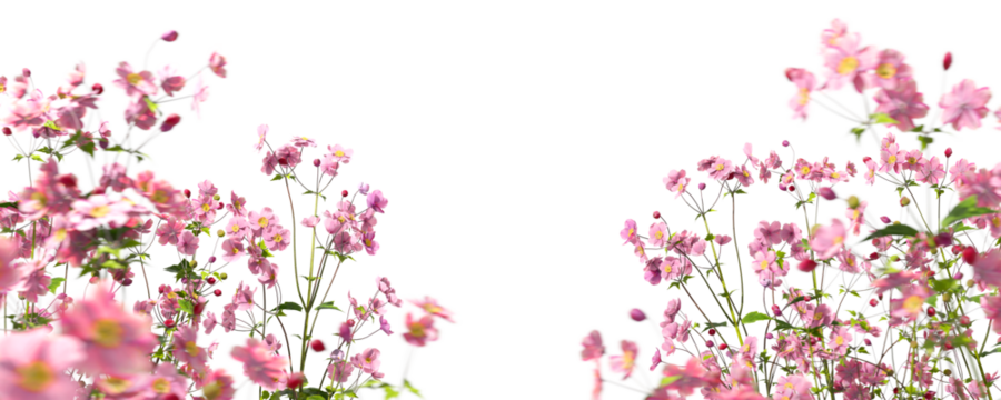 Foreground pink flowers beautify garden isolate on transparent backgrounds 3d illustrations png