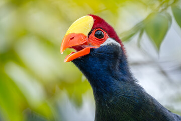 Violet Turaco - Tauraco violaceus, beautiful colored large turaco bird from West African forests and woodlands, Nigeria.