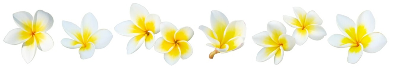 White Frangipani flower or Plumeria alba isolated.