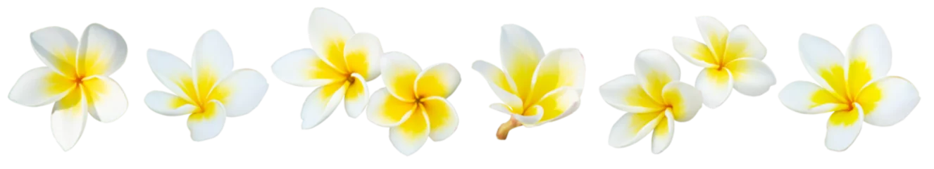  White Frangipani flower or Plumeria alba isolated. © POSMGUYS