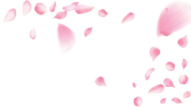 Rose petals or sakura flying petals, romantic background with realistic pink cherry flower petals flow or falling motion. Love, romance, floral spring season,cherry blossom