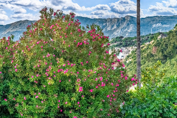 A vibrant pink oleander bush blooms in the foreground with a scenic mountainous landscape in the...