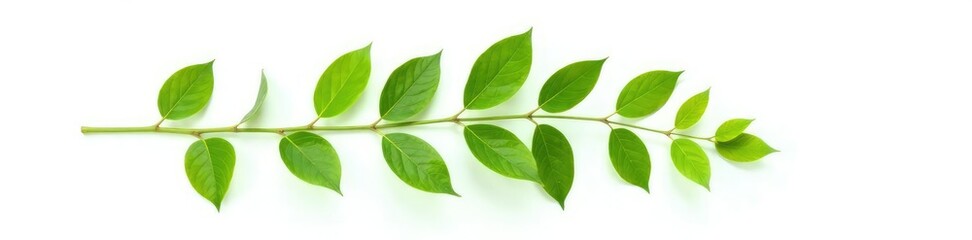 Fototapeta premium Single isolated leaf branch on white background, foliage, foliage, lush