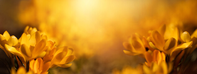 krokusy żółte w promieniach słońca jako wiosenne tło, Crocus sieberi © meegi