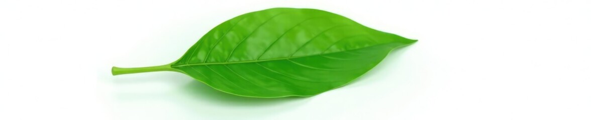 Fototapeta premium Single large leaf isolated on white background, botanical, solitary leaf, nature