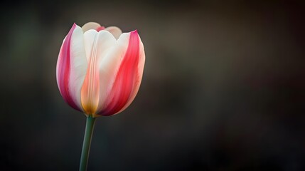 Obraz premium Striped Pink and White Tulip Flower Closeup Macro Photography