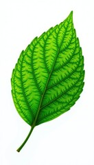 Obraz premium Single leaf with intricate veins isolated on white, greenery, plant