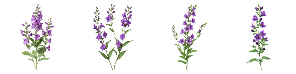 Angelonia flower isolated on transparent background, PNG, Set of