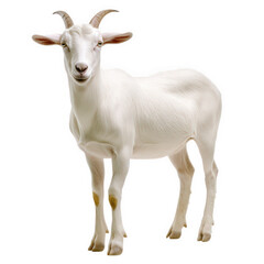 Fototapeta premium a white goat stands confidently against a plain background showcasing its features and calm demeanor. goat's unique characteristics and serves as an engaging representation of farm animals