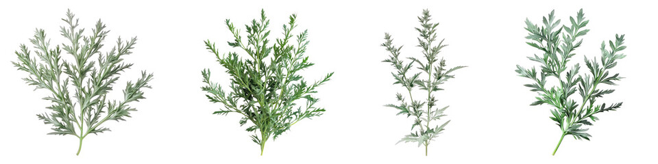 Artemisia flower isolated on transparent background, PNG, Set of