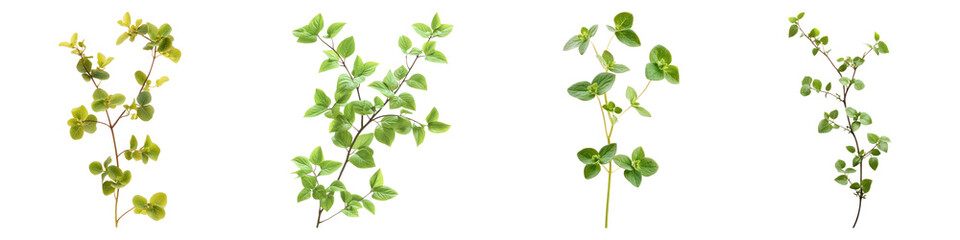 Barrenwort flower isolated on transparent background, PNG, Set of