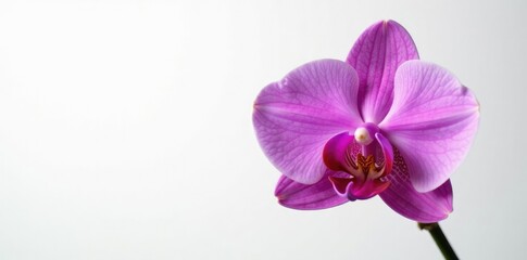 Naklejka premium Stunning purple pink color of the moth orchid's petals against a clean white background, stunning, purple, floral