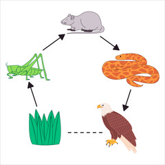 Food chain cycle scheme ecosystem life science educational wildlife grass bush plant insect mouse snake eagle bird nature illustration