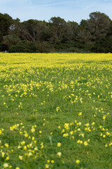 campo amarillo