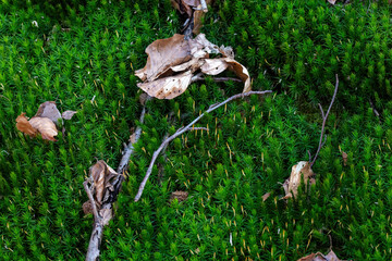 Moss and dead leaves on the ground in the forest.