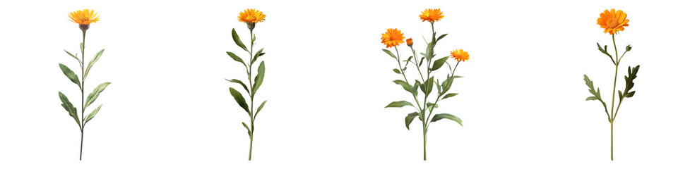 Obraz premium Calendula flower isolated on transparent background, PNG, Set of