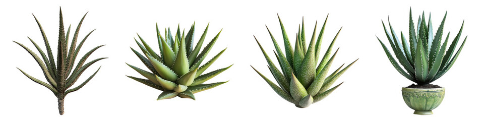 Candelabra aloe isolated on transparent background, PNG, Set of