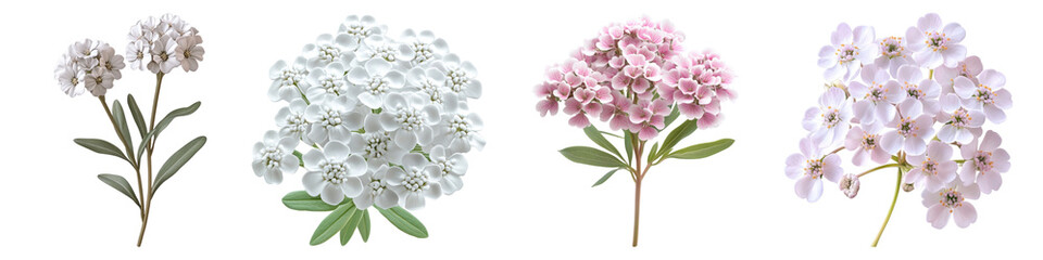 Fototapeta premium Candytuft flower isolated on transparent background, PNG, Set of