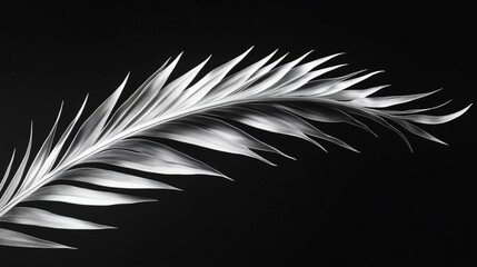 Obraz premium Monochrome close-up of a single palm frond against a black background.