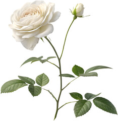 Obraz premium A rose flower plant exudes timeless beauty, offering elegance, fragrance, and vibrant color to gardens.