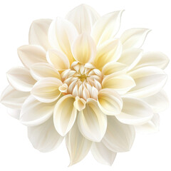 a beautifully rendered illustration of a white flower with delicate petals showcasing intricate details and a soft elegant appearance ideal for design projects or as a decorative element