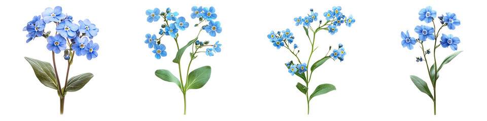 Chinese forget me not flower isolated on transparent background, PNG, Set of