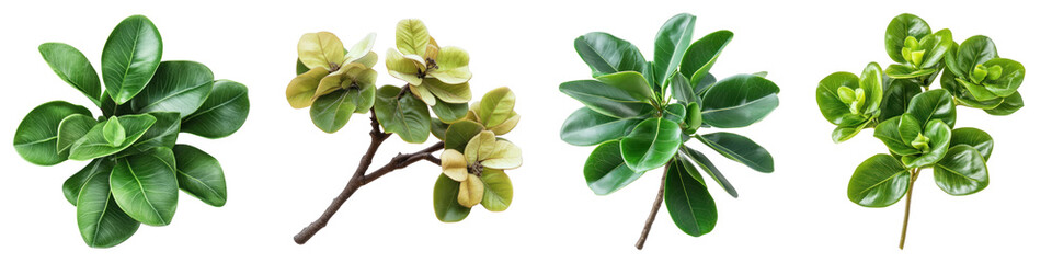 Clusia flower isolated on transparent background, PNG, Set of