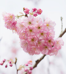 Cherry Blossoms Bloom in Spring in Chongqing
