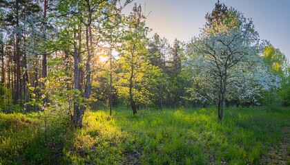 Obraz premium summer forest with green trees and blooming plants bathed in soft diffuse morning light