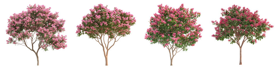 Crape myrtle flower isolated on transparent background, PNG, Set of