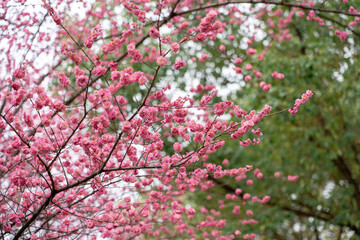 Cherry Blossoms Bloom in Spring in Chongqing