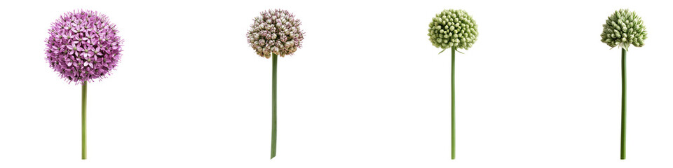 Drumstick allium flower isolated on transparent background, PNG, Set of