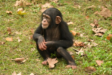 baby black monkey © Bowen