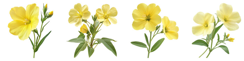 Evening primrose isolated on transparent background, PNG, Set of