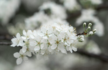 Spring in Chongqing is full of pear blossoms