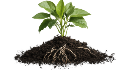 A small, fresh green seedling rising from fertile soil, isolated on a transparent PNG, with vibrant green leaves and exposed roots.