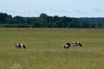 Five black and white spotted cows have their heads bent to the ground and are eating grass in a large green meadow