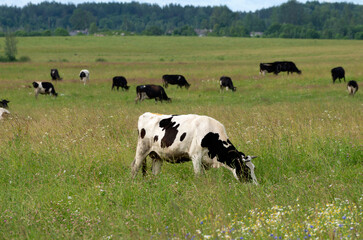One black and white cow eats grass and wildflowers in the foreground and a herd of cows grazes in the background during the summer season