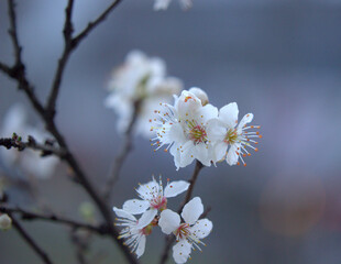 cherry blossom in spring