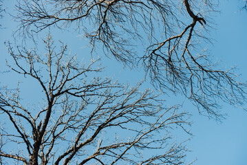 Tree branches against the blue sky. Winter deciduous forest.