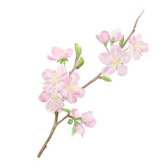 Delicate peach flowers on spring apple and cherry tree branches with green leaves. Watercolor digital illustration. Pink buds, blooming Japanese tree isolated on white background. Spring, Easter theme