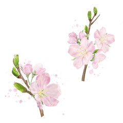 Delicate peach flowers on spring apple and cherry tree branches with green leaves. Watercolor digital illustration. Pink buds, blooming Japanese tree isolated on white background. Spring, Easter theme