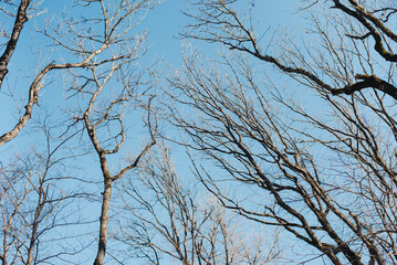 Tree branches against the blue sky. Winter deciduous forest.