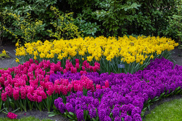  Colorful flowers in the Keukenhof Garden in Lisse, Holland, Netherlands.