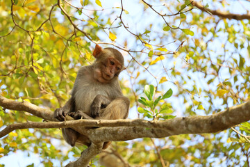 Wild Rhesus macaque sitting on a tree branch in tropical forest